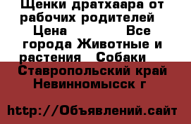 Щенки дратхаара от рабочих родителей › Цена ­ 22 000 - Все города Животные и растения » Собаки   . Ставропольский край,Невинномысск г.